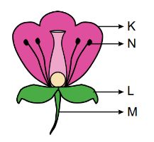 Question Image